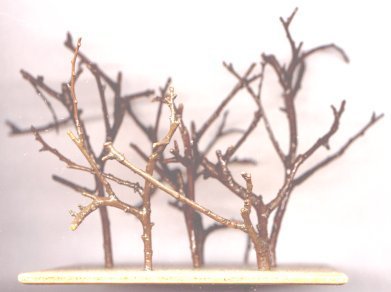 Branches d'un banzaï